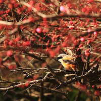 ÷������