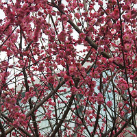 ÷������