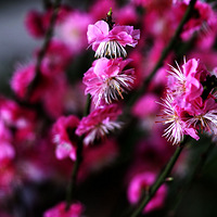 ����Ů�仨չ