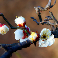 ������÷��