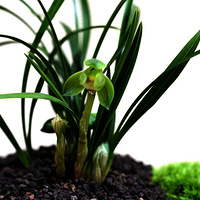 ��ׯƮ����