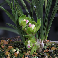 2018��ׯ����չ