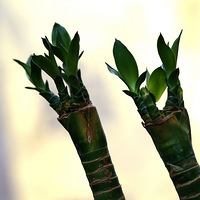 ����Ů�������������