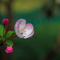 ����Ļ���