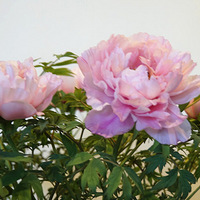 ����֮�� �� ĵ��