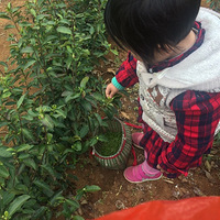 �ɲ�С����