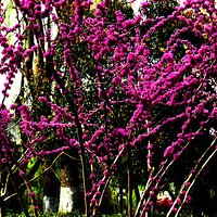 ���ǳɻ���