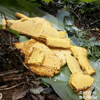 ֻ�а�ɽ�����е�����Ŷ������