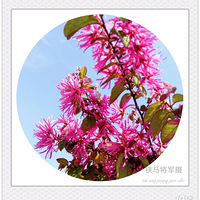 �ֻ�����