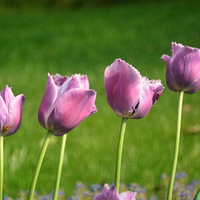 ������Ư��