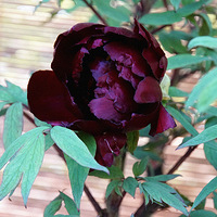 �������� �� ��ɫ���㣨��Ƭ��