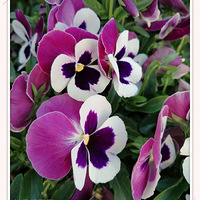 �ֻ�����