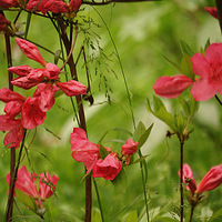 ��Լ��Ӱ �� �ž黨