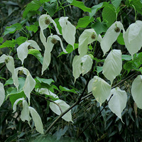 �й�һ���ص㱣��ֲ��--��ͩ(���ӻ�)