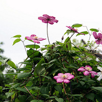 ��Լ��Ӱ �� ������