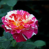 ��Լ��Ӱ �� �¼���