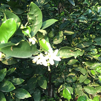 ӵ������