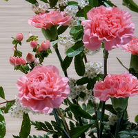 �����Ĳ廨 �� ���˵�����