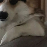 һֻ»ʺٶ