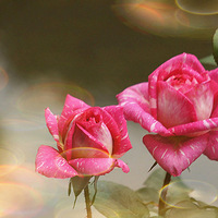 ĸ�׽ڿ��֣�