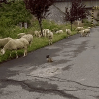 ·һֻ԰Ȯڷѱ͸ŵˣҲԣ