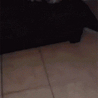 �ҵ�è���ǻ������ڳ�shi�������ҳ�ʲô���ķ�Ӧ���ǡ�