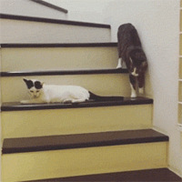 ��ֻ���������۸����ˣ��˵��¸�¥�ݶ�Ҫ���Է���ɫ��