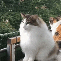 ���˳�ëè���ճ���ë���̣����ò��п����ǵ��������̫��������