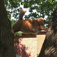 �������Ҽҵ�è���ޣ����ģ��㲻��һ����...