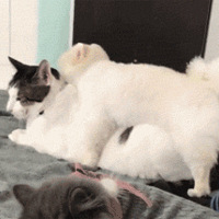 è��˯�����ӷ�Ҫ����ë���������žͻ������ˡ���