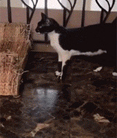 ���˴�ֻС�ϻ��ؼң���Ϊè�Ầ�£�û�뵽����Ȼ...