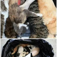 �������Զ����������èΪ�������ж�Ŭ����