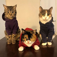 �����è˵HI��Ta����ô��Ӧ���أ�