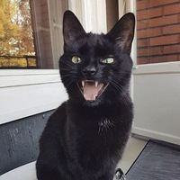 ��ֻ��è��û�������ţ�������˸�Ū�˸���̨����������ֱ��..