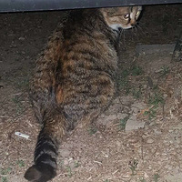 �Һ���ι����1���µ�����è������ȴ���ء����������ҡ�