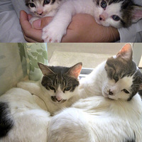 �����Ͻ������Ȼ��⣺�������è��ɳ��ı仯�������ǰ�ɱè����