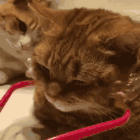 ������ֻè�ģ�һ��������������������ĳ��桭