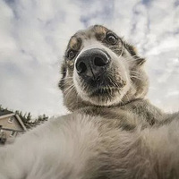 ͣһйģ