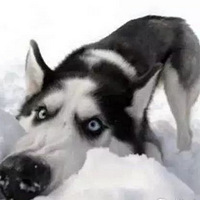 ԶҪ͹̣Ϊᷢǵûޡ