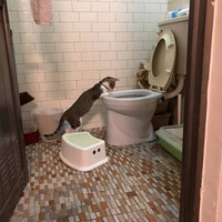 �����Ҽ�è�������ˣ�������ϵĸ�ǵĹ�����...��Ͱ...