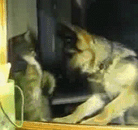 ��è�й���������Ӯ�ң�������أ�����Ȱ���ˡ�