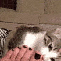 ��80��90��ճ����ˣ�������Ҫ��ֻè