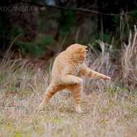 ���Ѽҵ���è��ɫ�ر�ǳ��ԶԶ���ž������һ��...