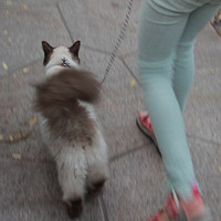 һֻ������Ϊ����è��