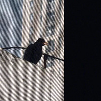 ���ѵ���è������С�����������⵽����ʺ��ը������Ц��~