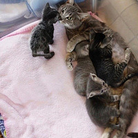 ��������è��ǹ��������̱�����������˾��º�˳������4ֻСè