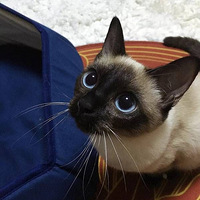 è�ں���ʺ����