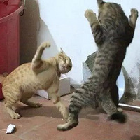 �����˴�ܾ����Ǹ����棡Χ��Ⱥ��С�ı�����