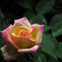 �¼���  ���лʺ�