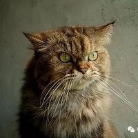 24��ĸ���èд���գ��������������ĺ�